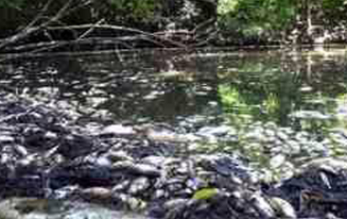 Los compuestos orgánicos están formados por combinaciones de carbono, hidrógeno y oxígeno, con la presencia, en determinados casos, de nitrógeno, Los cauces son sensibles a la contaminación. azufre, calcio, magnesio, fósforo, hierro, etc. Los principales grupos de sustancias orgánicas presentes en el agua residual son las proteínas, 40-60%, hidratos de carbono, 25-50%, y grasas y [&hellip;]