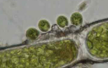 Los microorganismos se encuentran generalmente en la naturaleza. No los vemos, pero los microorganismos se encuentran presentes en el suelo, el aire, la comida y el agua. Mediante la comida y la bebida los humanos estamos expuestos a estos microorganismos que son expulsados o permanecen en nuestro cuerpo. La mayoría de estos microorganismos no son [&hellip;]